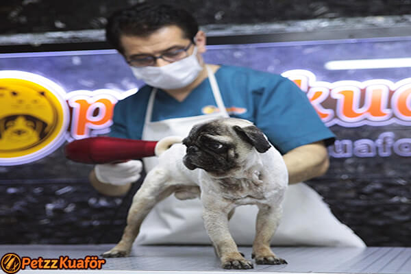 Hijyenik Köpek Kuaförü