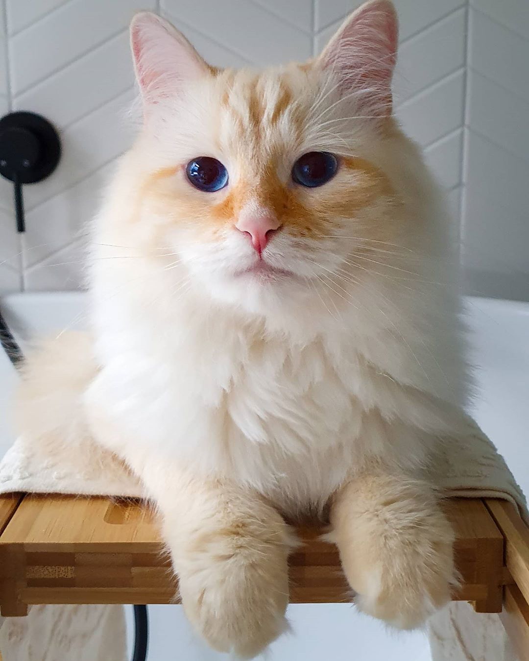 kedi kuaförü tarama