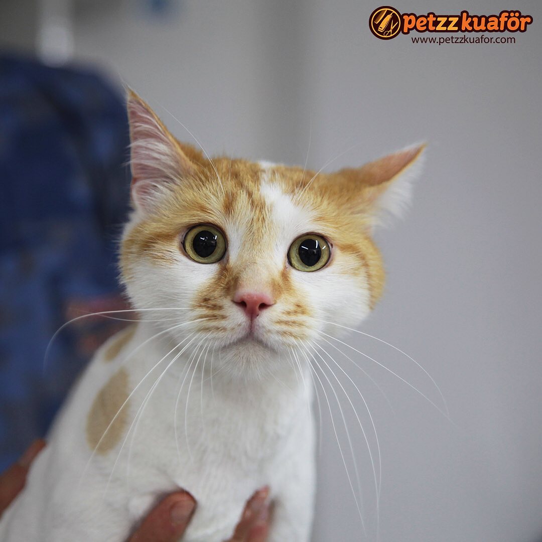 kedi tarak fiyatları