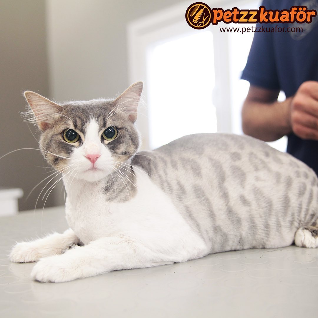 kedi kuaförü rötuş