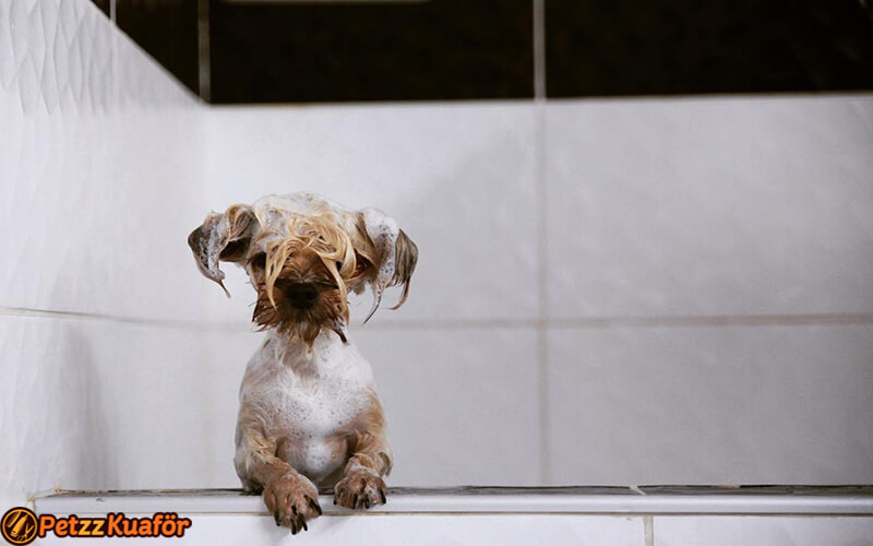 köpek makine tıraşı