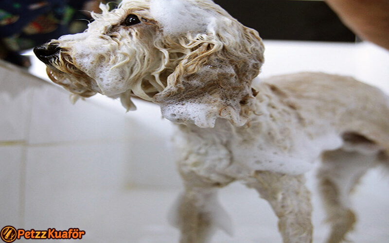 köpek makine traşı