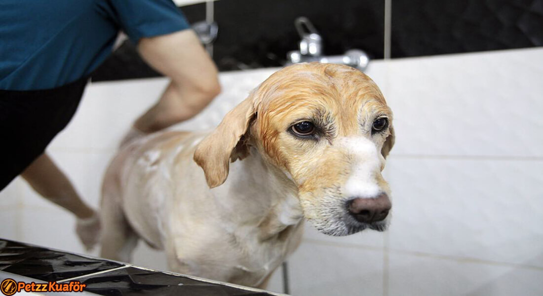 köpek banyosu