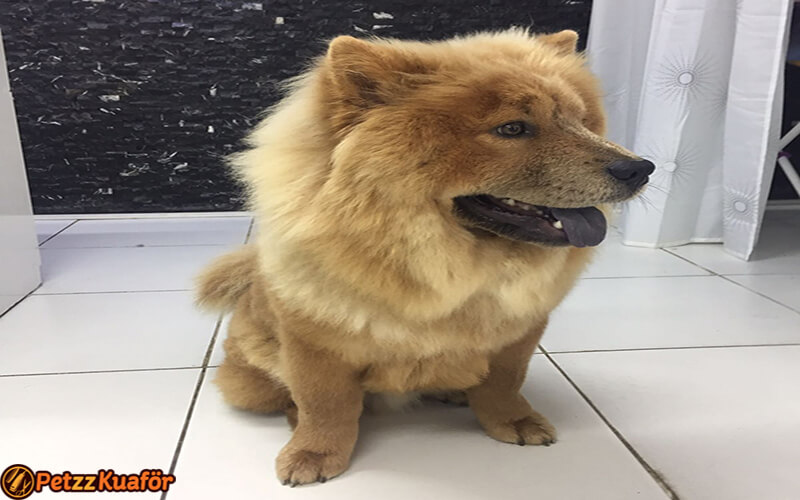 köpek kuaförü tarama