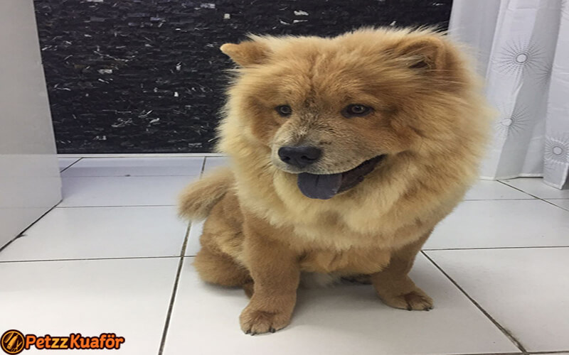 köpek tarak fiyatları