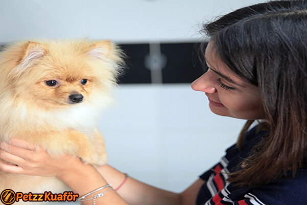 Köpek Kuaförü Müşteri Yorumları