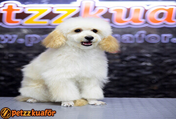 Köpek Kuaförü Rötüş