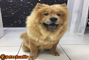 Köpek Kuaförü Tarama