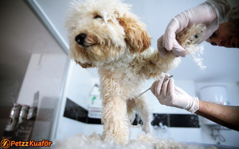 köpek makas traşı