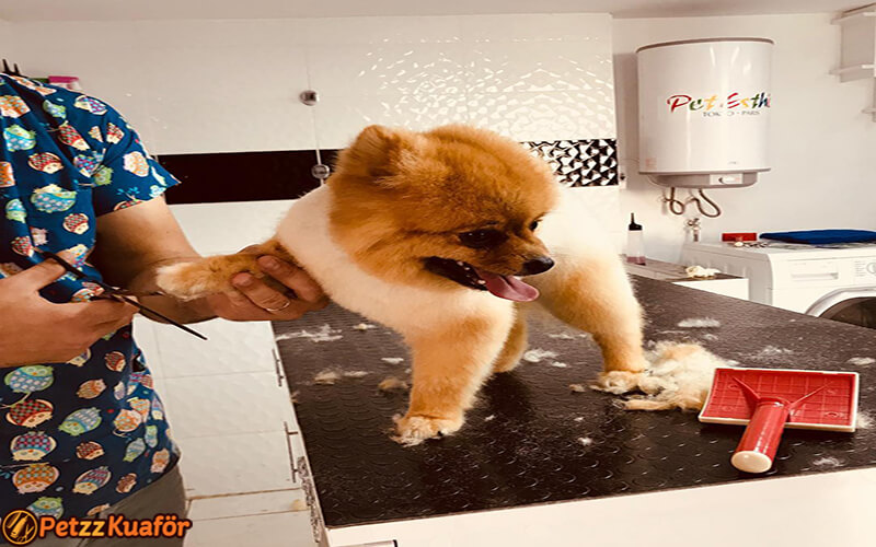 köpek makas tıraşı