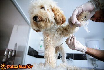 Köpek Makas Traşı