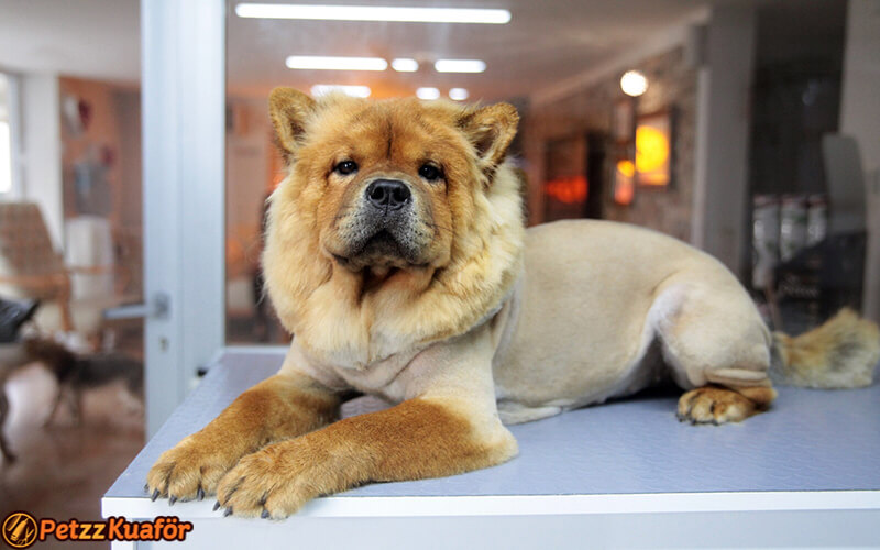 köpek makine traşı