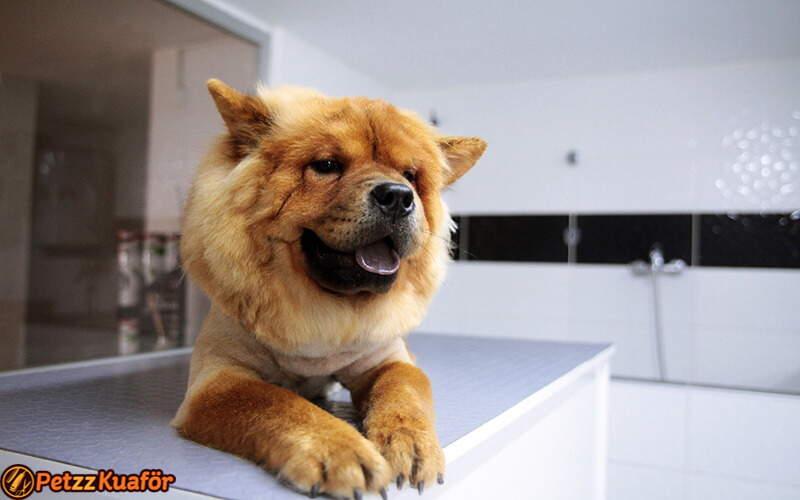 köpek makine tıraşı