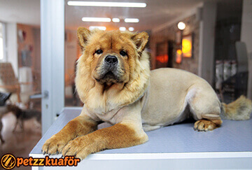 Köpek Makine Traşı