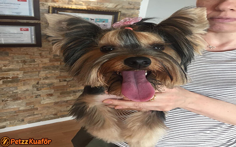 köpek rötuş fiyatları