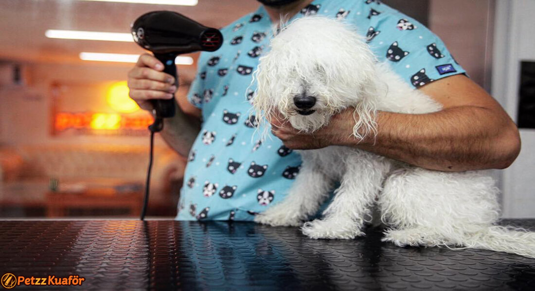 köpek kuaförü rötuş