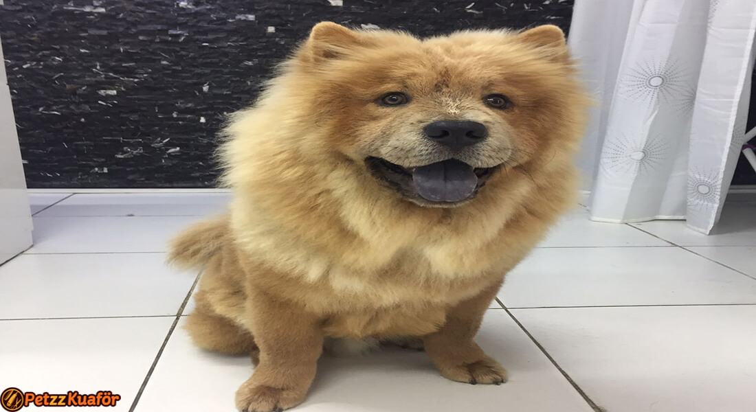 köpek kuaförü tarama